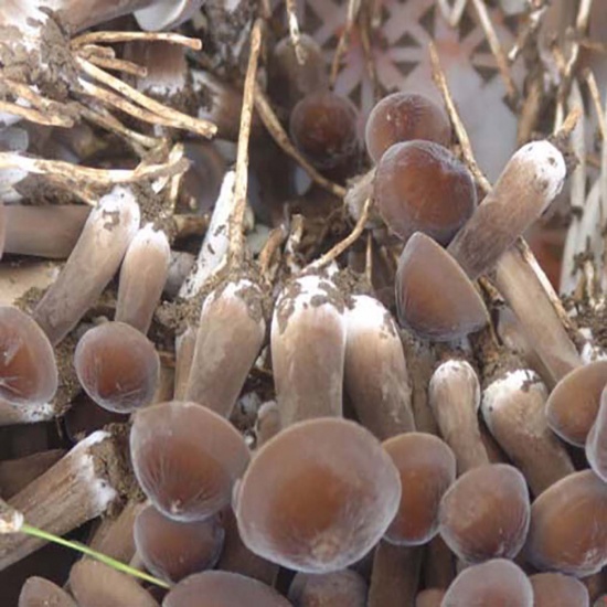 Nấm mối tươi ngon loại 1